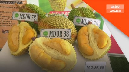 Rasa durian MS88 setanding 'Black Torn', diperluas ke pasaran global