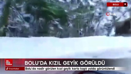 Bolu’da nadir görülen kızıl geyik karla kaplı yolda görüntülendi