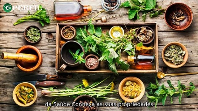 Segredos de Ney Latorraca, plantas medicinais e vila de pescadores: Conexões surpreendentes do passado