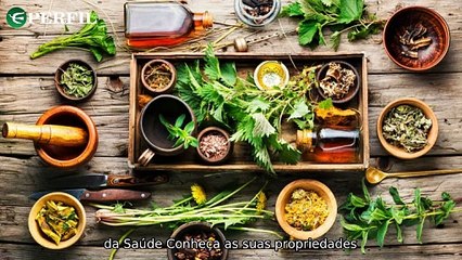 "Segredos de Ney Latorraca, plantas medicinais e vila de pescadores: Conexões surpreendentes do passado"
