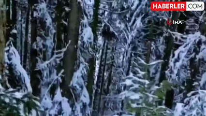 Bolu'da Kızıl Geyik Karla Kaplı Yolda Görüntülendi