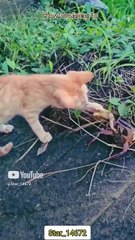__How amazing__ #cat #lover #catcatfunnyfightcompilation #amazing @Star_14672 #funny
