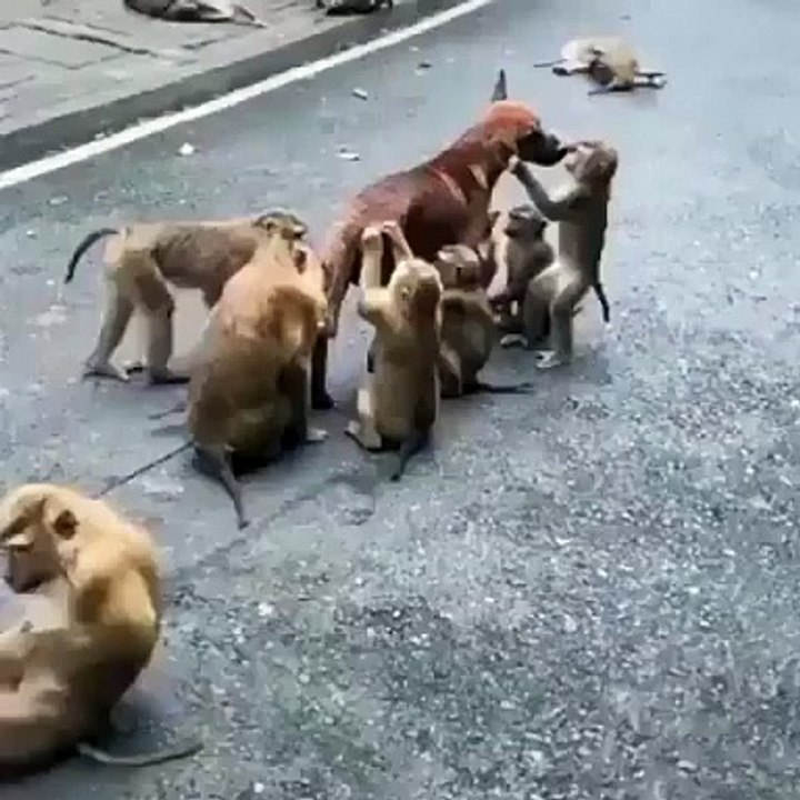 #funnyvideo