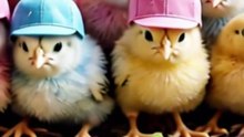 Cute Colorful Chicks #shortvideos #birds #animals #cute #babyanimals  #chicks