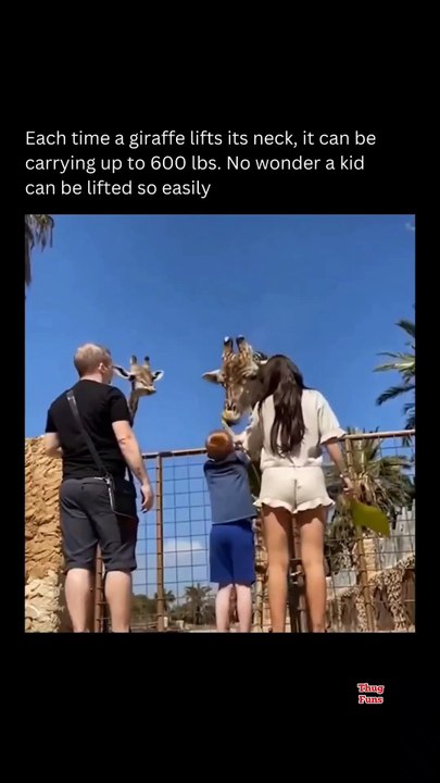 meme video