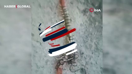 Yanlışlıkla ezdiği kırkayağın içinden çıkanlara inanamadı, kameraya sarıldı
