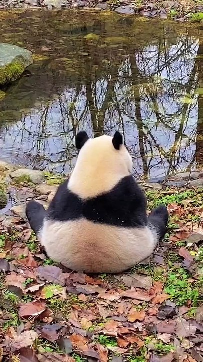 🐱 Welcome to the ultimate feline phenomenon! In today’s purr-fectly deligh