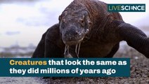 Creatures That Look The Same As They Did Millions Of Years Ago