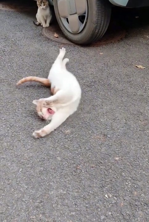 Cute cats❤️cute animals #cutecats #cuteanimals #shorts