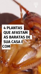 4 plantas que afastam as baratas de sua casa e como cuidar