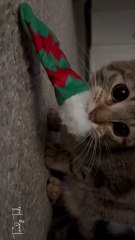 My roommate gave her this toy for Christmas and she’s very possessive of it. It’s extra funny because she’s the biggest softy and wouldn’t hurt a fly