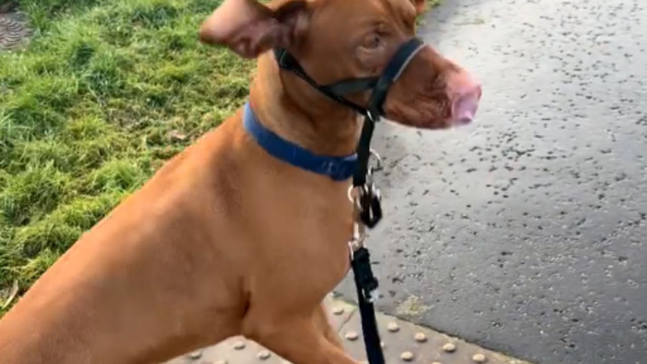 Dog walks on hind legs to catch a better view of the dog ahead