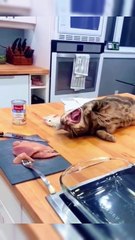 When cats see food, their reactions are often full of excitement
