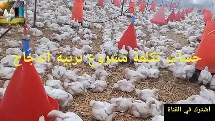 تربية الدجاج اللحم
