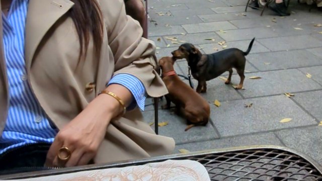 Playful pup nibbles companion's ear in hilarious attempt to grab its attention