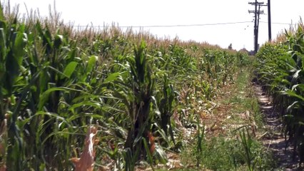 Γιατί καθυστέρησε η βασική ενίσχυση σε αγρότες και κτηνοτρόφους - Πότε θα πληρωθούν