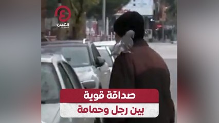 صداقة قوية بين رجل وحمامة