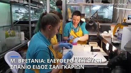 Βρετανικός ζωολογικός κήπος εκτρέφει και απελευθερώνει απειλούμενο σαλιγκάρι σε νησί του Ατλαντικού