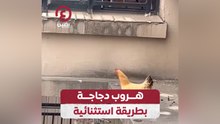 هروب دجاجة بطريقة استثنائية