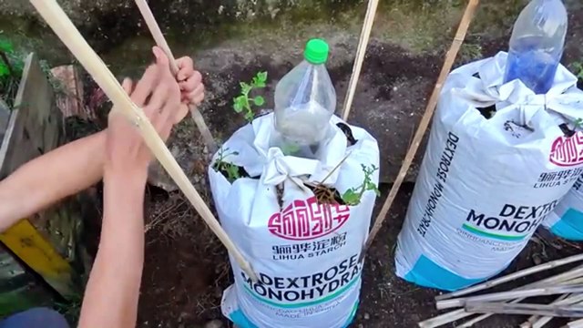 Cómo Cultivar Patatas en Bolsas de Tierra y Ahorrar Dinero 💰🥔