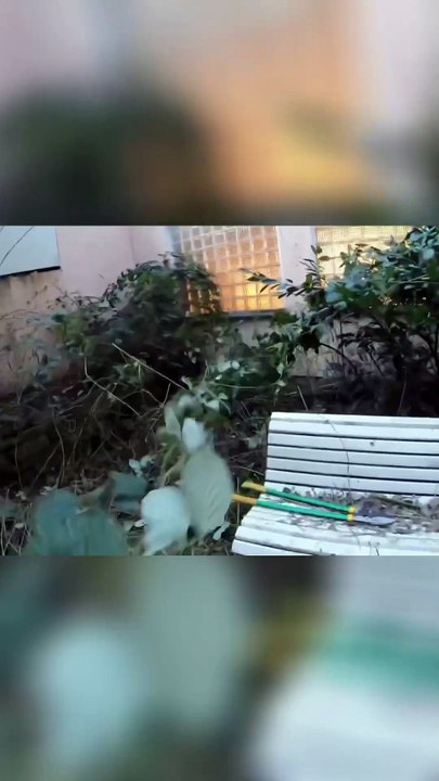 Kuriose Kreaturen 🦠 und ihre verrückten Geheimnisse! 🍇