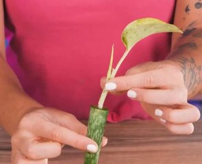 Indoor jungle on a budget! Smart gardening hacks for you to check!