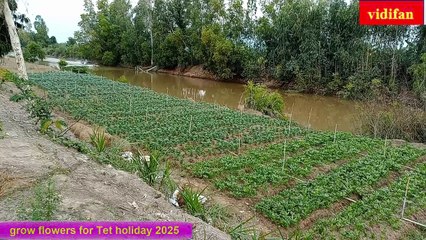 Tet holiday grow flower