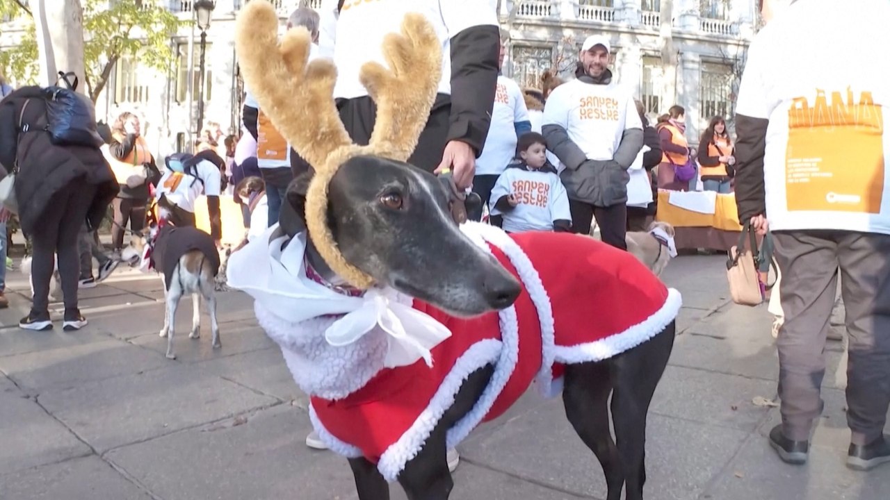 Madrid's Festival Dog Walk Raises Funds for Flood-Affected Animal Shelters in Valencia