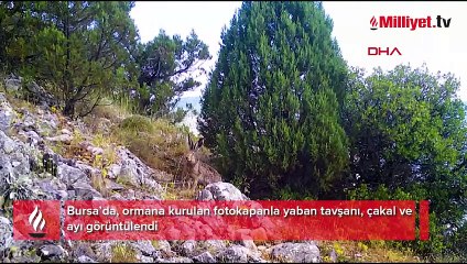 Her biri tek tek kameraya takıldı! Ayı, yaban tavşanı ve çakal
