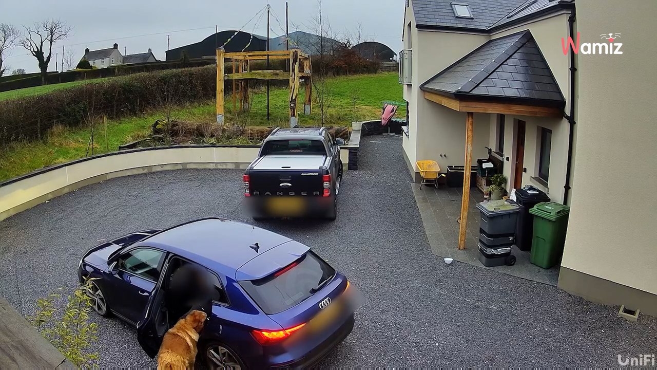 Überwachungsvideo von Golden Retriever und Frauchen geht beri Facebook durch die Decke