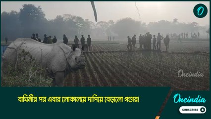 বাঘিনীর পর এবার লোকালয়ে দাপিয়ে বেড়ালো গণ্ডার!