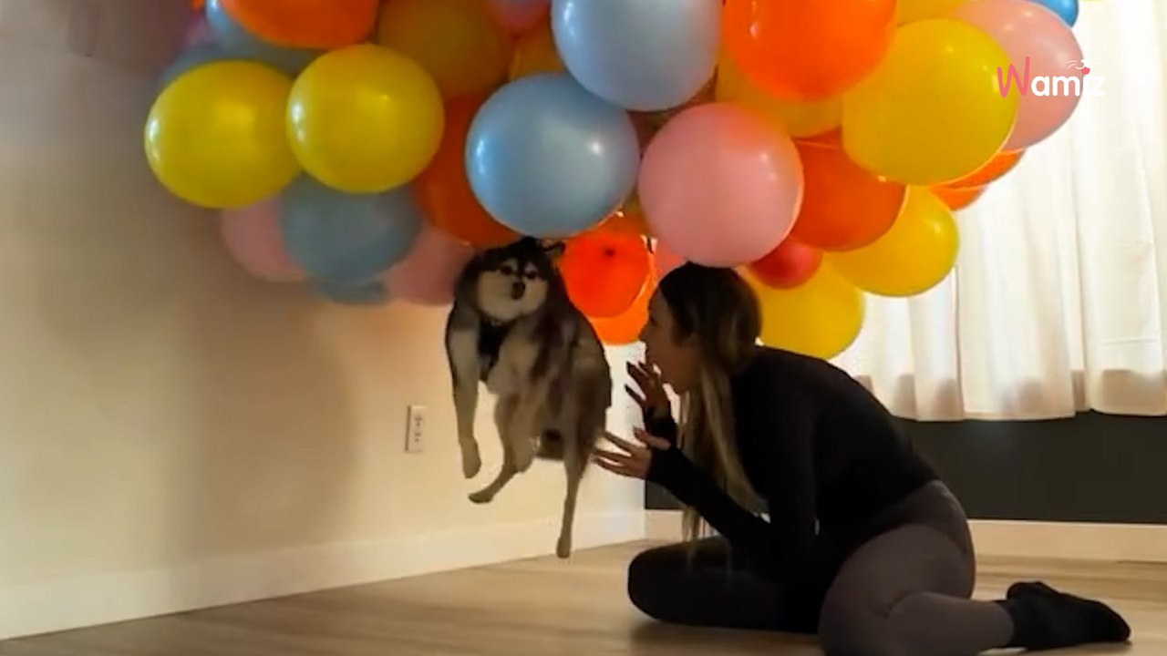 Frau hängt tausend Helium-Ballons an ihren Husky: Instagram flippt aus (Video)