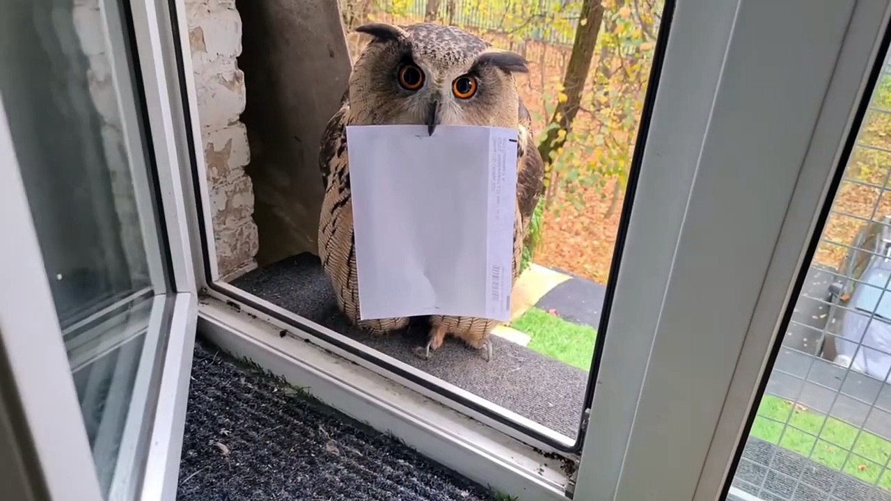 Top 5 Owl