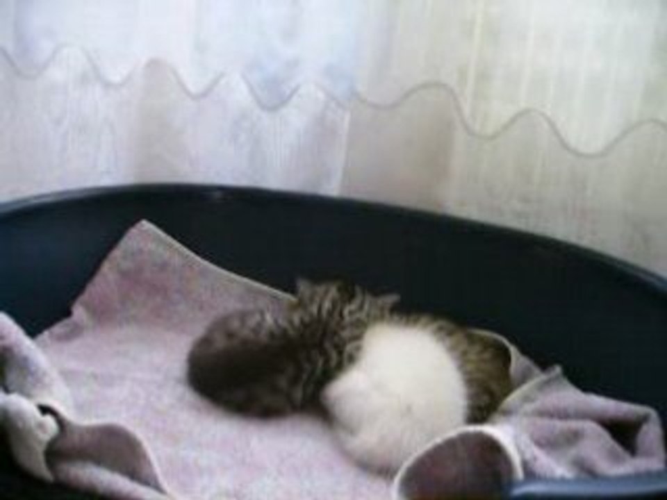 les petits chats7