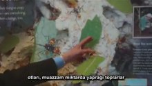 Dawkins_ Ekip Biçen, Gübreleyen ve Zararlı Ayıklayan Karıncalar
