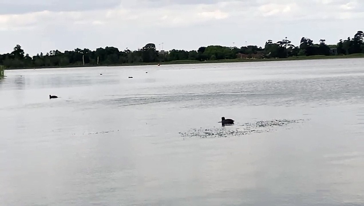 Ducks going Fishing