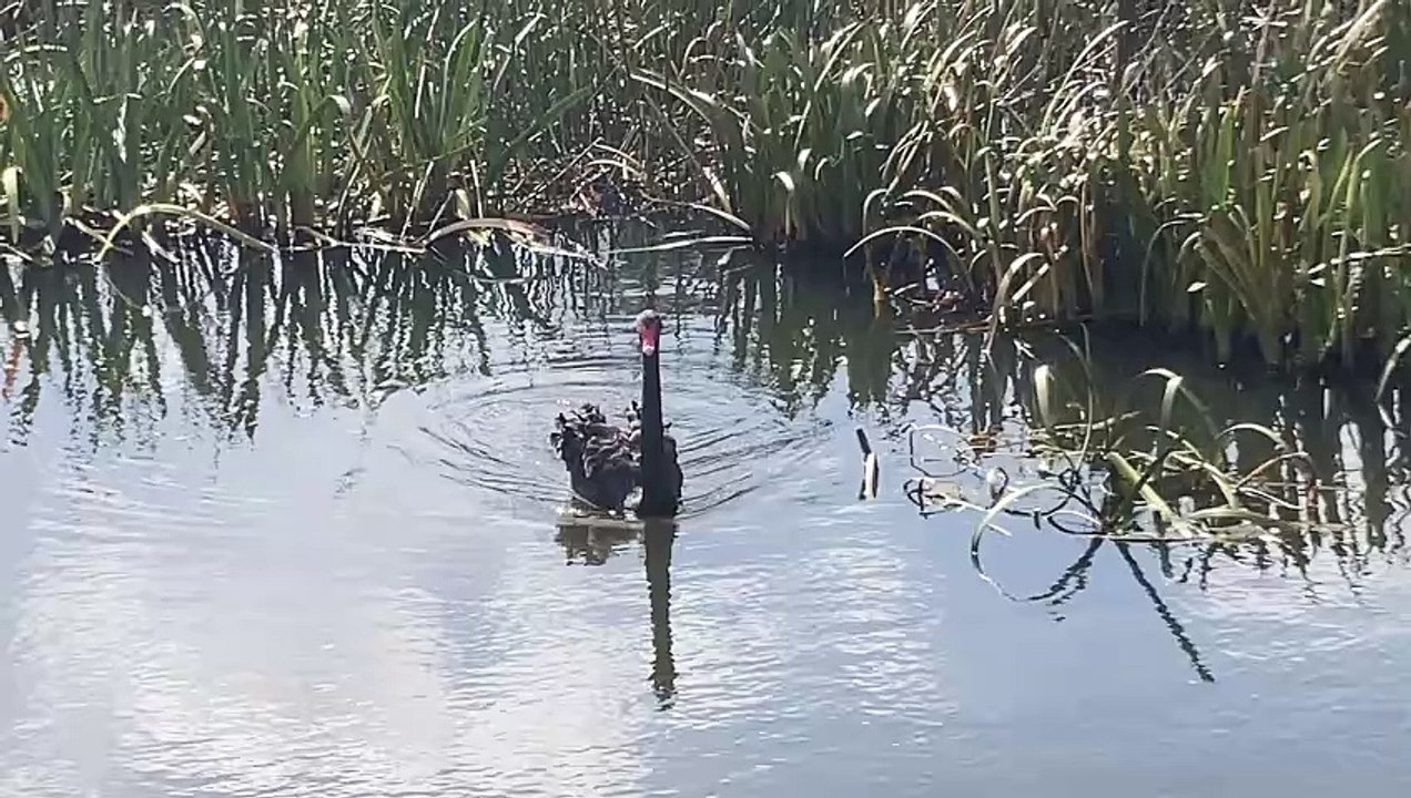 Ducks Fishing