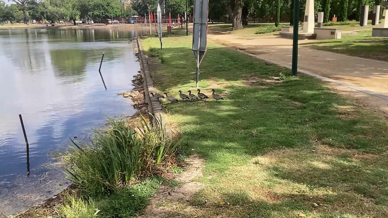 Ducks follow the leader