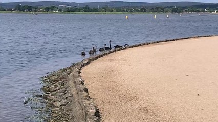 School of Ducks and Geese