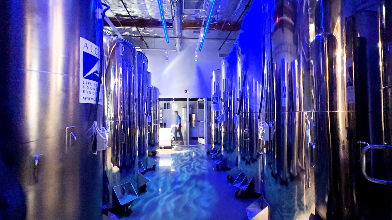 « Les têtes sont en bas » : ce centre de cryogénisation tente de repousser les limites de la mort