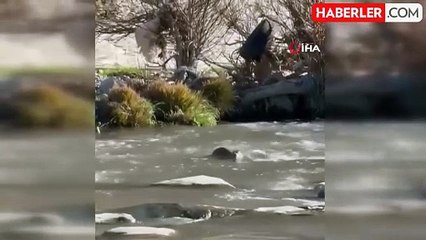 Nesli Tehlike Altında Olan Su Samuru Şırnak'ta Görüntülendi