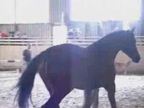 Cheval selle français saute en liberté