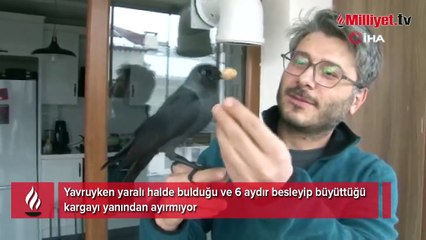 Doktorun karga ile olan dostluğu şaşırtıyor