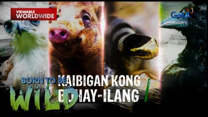 Mga buhay-ilang na may nabuong pagkakaibigan sa mga tao | Born to be Wild