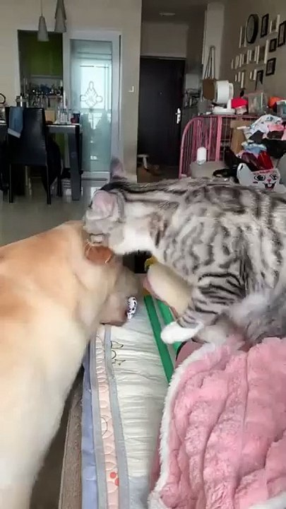 cat punch