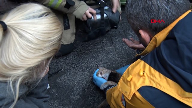 Beyoğlu’ndaki yangında dumandan etkilenen kedi kalp masajıyla kurtarıldı