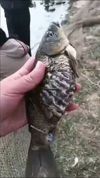 Un poisson très bizarre... créature mysterieuse