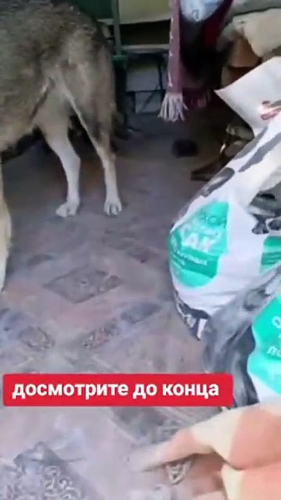 Ce chien a adopté un chaton... adorable