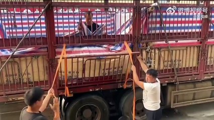 Un déchargement de camion de poisson qui tourne mal...