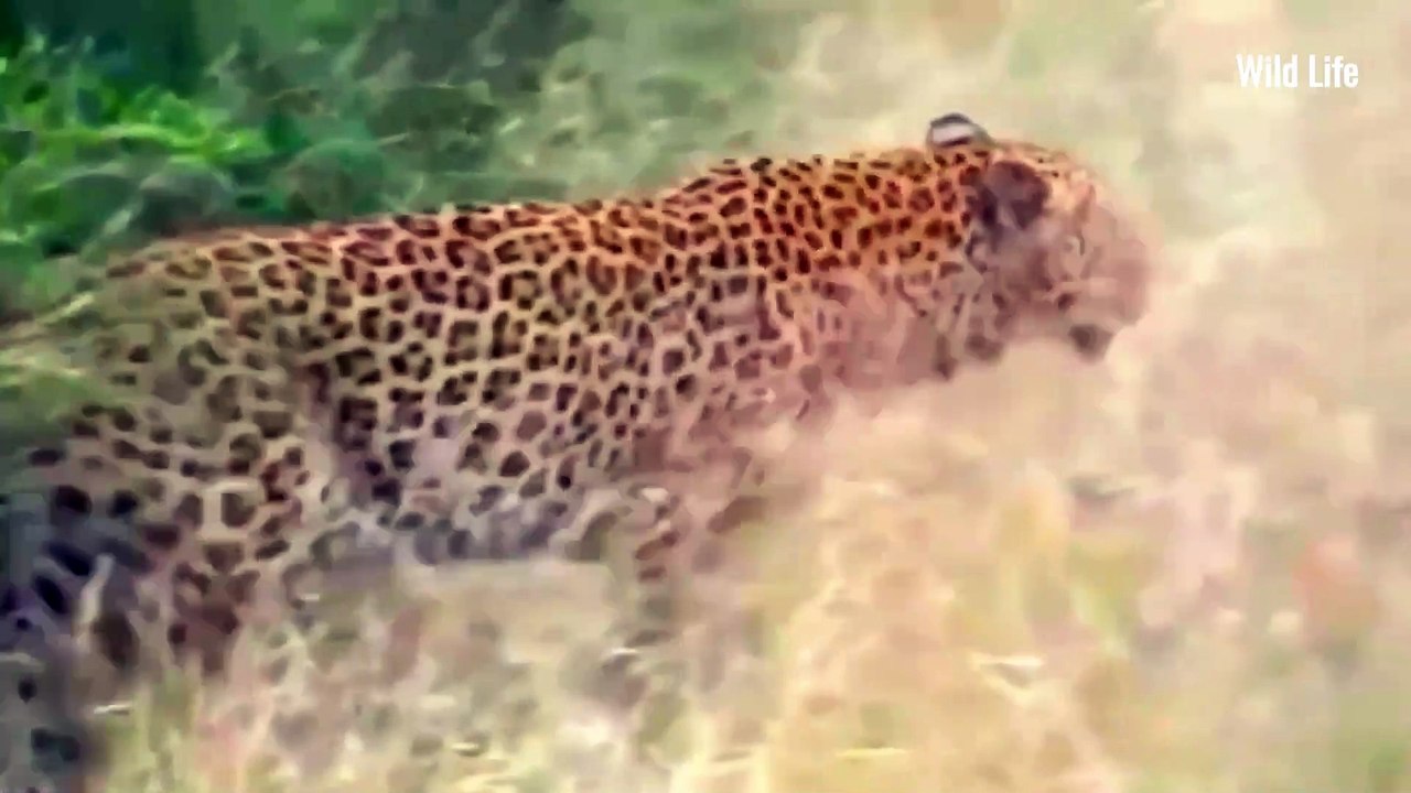 WILD DOGS Gang Up on Leopard in CRAZY Animal Fight! #wildlife #wildanimal #animalkingdom
